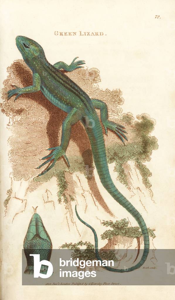 Sand lizard, Lacerta agilis (green lizard). Handcoloured copperplate engraving by Heath after an illustration by George Shaw from his General Zoology, Amphibia, London, 1801.