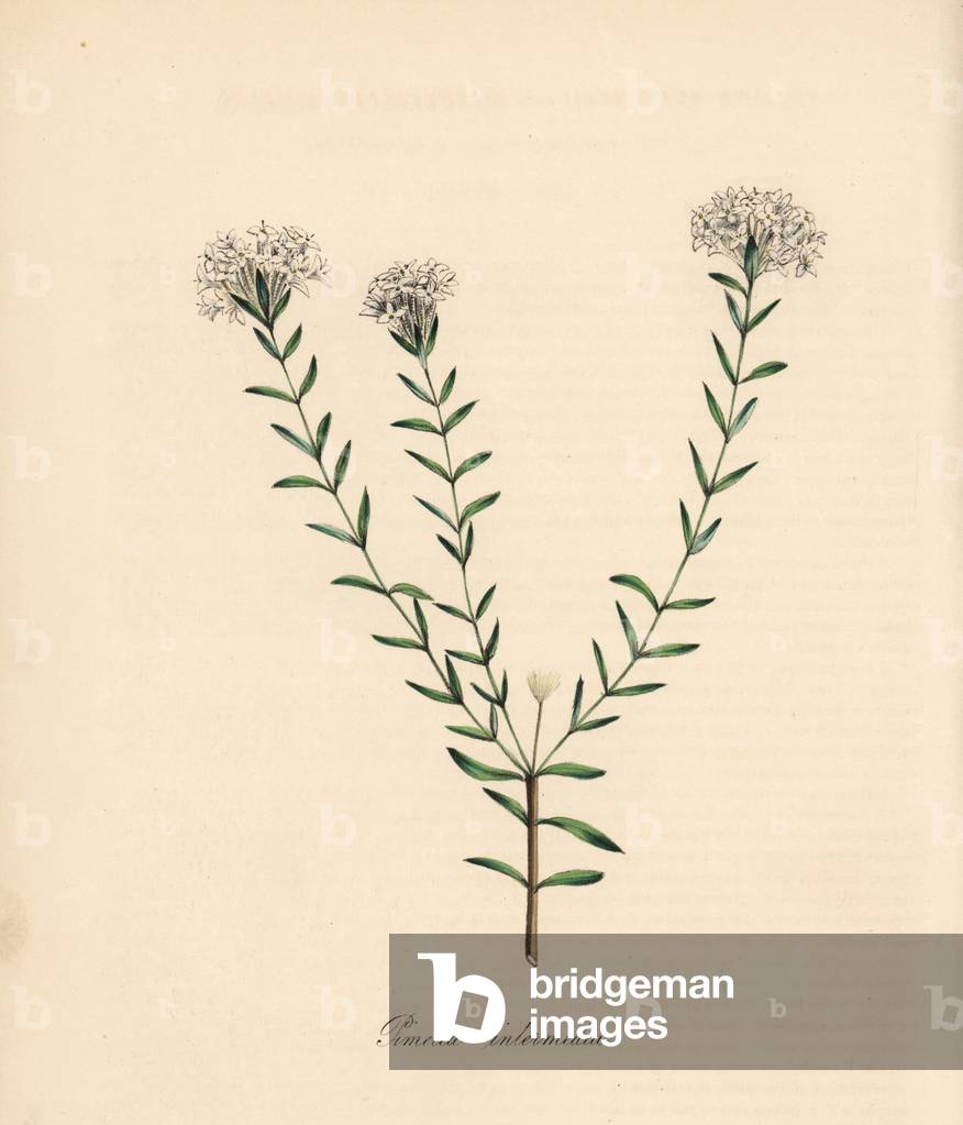 Variete de pimelee - Intermediate pimelea, Pimelea intermedia. Handcoloured zincograph by C. Chabot drawn by Miss M. A. Burnett from her “” Plantae Utiliores: or Illustrations of Useful Plants,”” Whittaker, London, 1842. Miss Burnett drew the botanical illustrations, but the text was chiefly by her late brother, British botanist Gilbert Thomas Burnett (1800-1835).