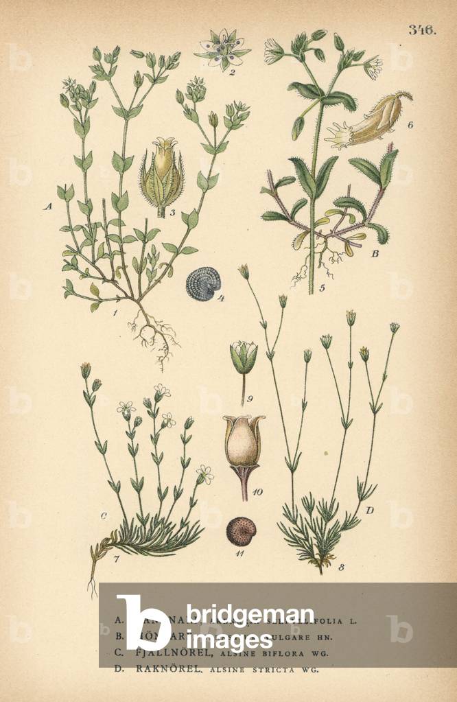 Sandworts and stitchworts