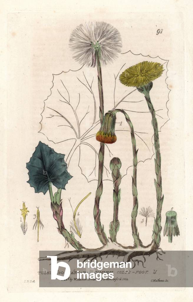 Cuslage. Coloured copper engraving from a drawing by C. Mathews from William Baxter's book “English Botanical Phenomenes””, 1834. William Baxter (1788-1871) was the curator of the Oxford Botanical Garden from 1813 to 1854. Common Colt's Foot, Tussilago fara. Handcoloured copperplate engraving by Charles Mathews of a drawing by Isaac Russell from William Baxter's “” British Phaenogamous Botany”” 1834. Scotsman William Baxter (1788-1871) was the curator of the Oxford Botanic Garden from 1813 to 1854.