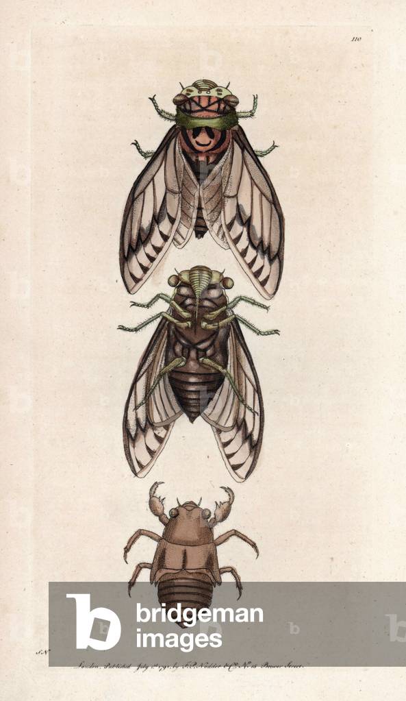 Plebeian cicada. Signed illustration SN (George Shaw and Frederick Nodder). Copper engraving by Frederick Polydor Nodder (1751-1801), for the naturalist collection, published in 1792 by George Shaw.