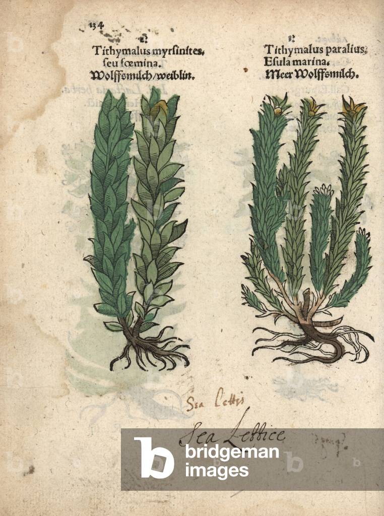 Myrtle spurge, Euphorbia myrsinites, and sea spurge, Euphorbia paralias. Handcoloured woodblock engraving of a botanical illustration from Adam Lonicer's Krauterbuch, or Herbal, Frankfurt, 1557. This from a 17th century pirate edition or atlas of illustrations only, with captions in Latin, Greek, French, Italian, German, and in English manuscript.