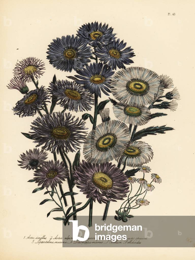 Italian michaelmas daisy, Aster amellus, alpine aster, Aster alpinus, smooth-leaved fleabane, Erigeron glabellum, showy fleabane, Stenactis speciosa, great Mexican daisy, Leptostelma maxima, hoary Californian aster, Diplopappus incarnus, and common lesser daisy, Bellium bellinoides. Handfinished chromolithograph by Henry Noel Humphreys after an illustration by Jane Loudon from Mrs. Jane Loudon's Ladies Flower Garden of Ornamental Perennials, William S. Orr, London, 1849.