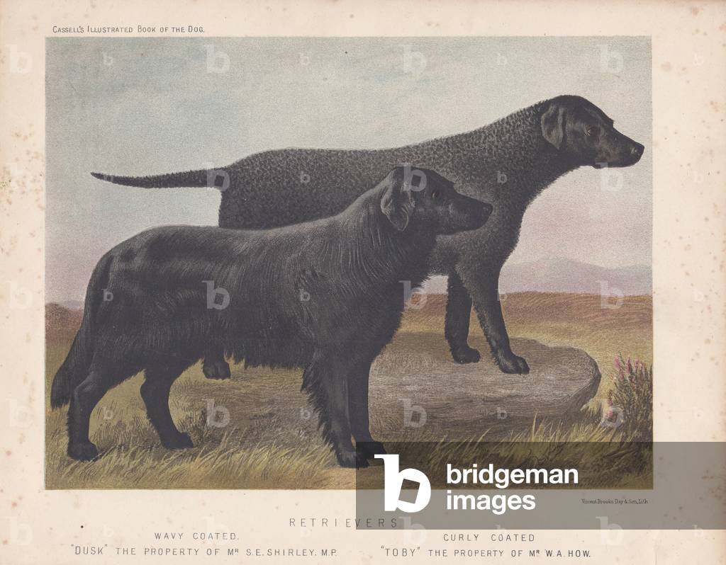 Black retrievers wavy-coated 