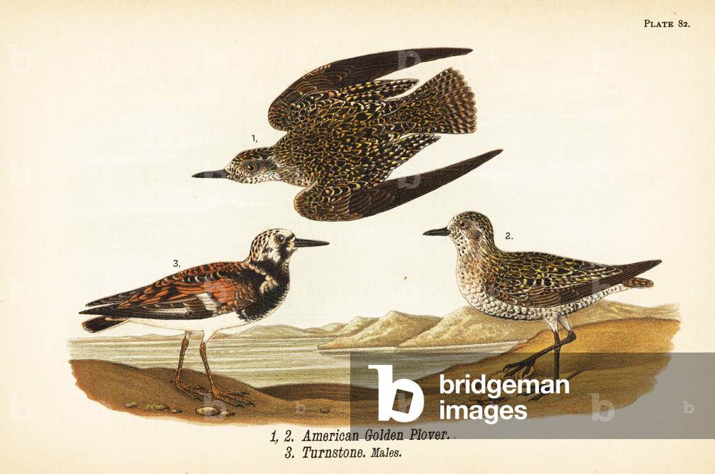 American golden plover, Pluvialis dominica 1,2, and ruddy turnstone, Arenaria interpres turnstone 3