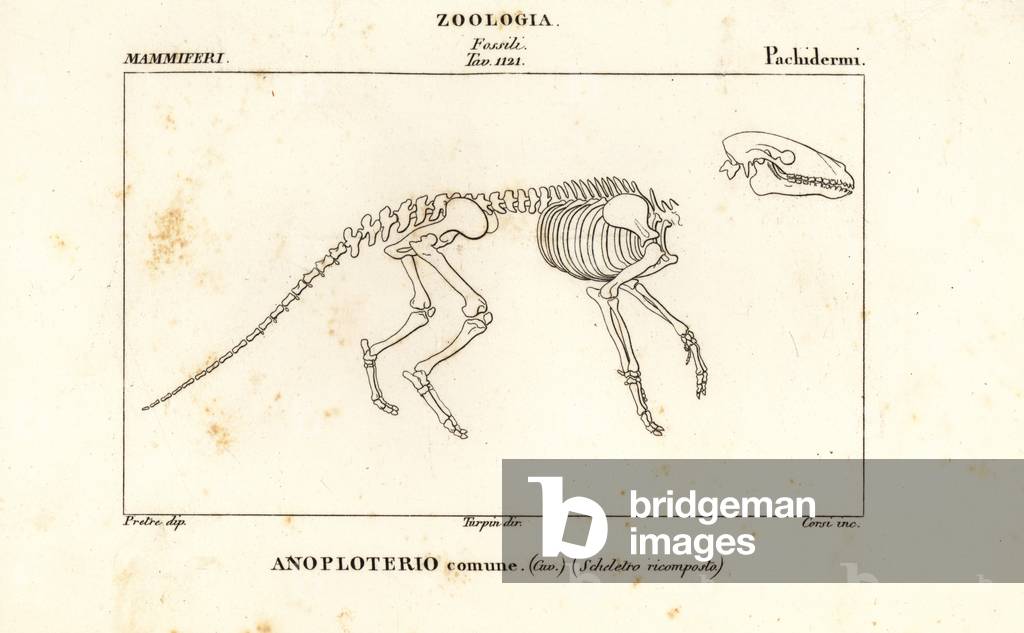Fossil skeleton of an extinct Anoplotherium commune