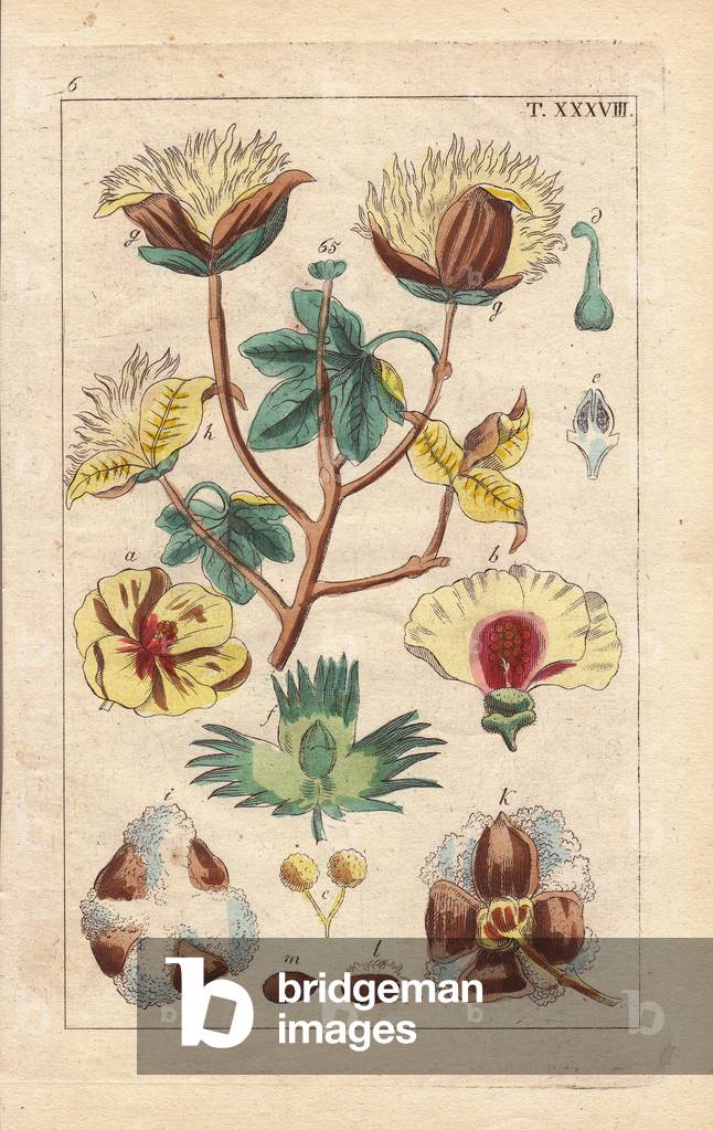Cotton plant, with yellow flowers, cotton bolls, Gossipium herbaceum