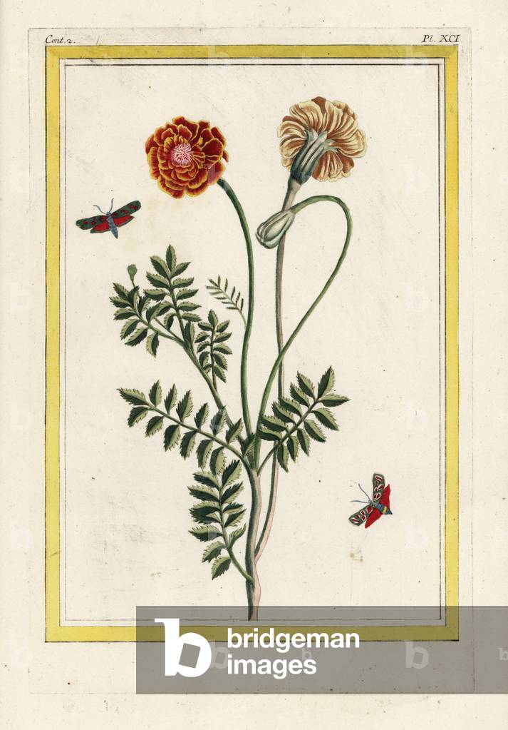 Ringelblume Samen Französischer Zwerg Double Bonita Mix – Doppelblütig, Bunte Farben, Für Beete & Töpfe