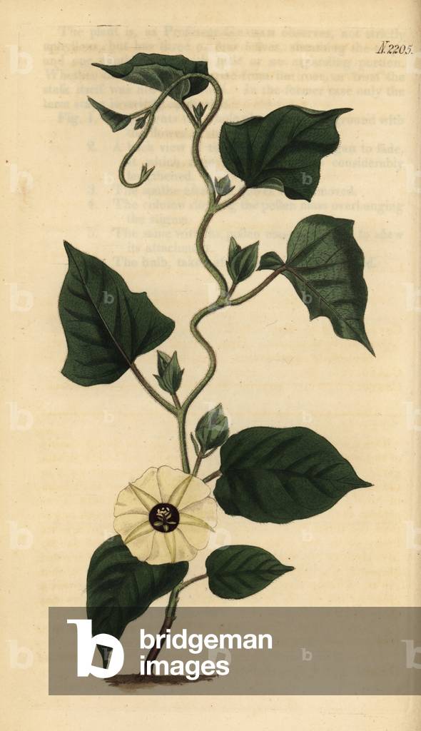 Hewittia malabarica (Convolvulus bicolor). Handcoloured copperplate engraving from Samuel Curtis' Botanical Magazine, London, 1821.