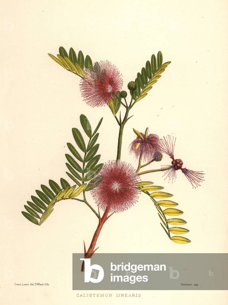 Bottlebrush, Callistemon linearis (Calistemon linearis)
