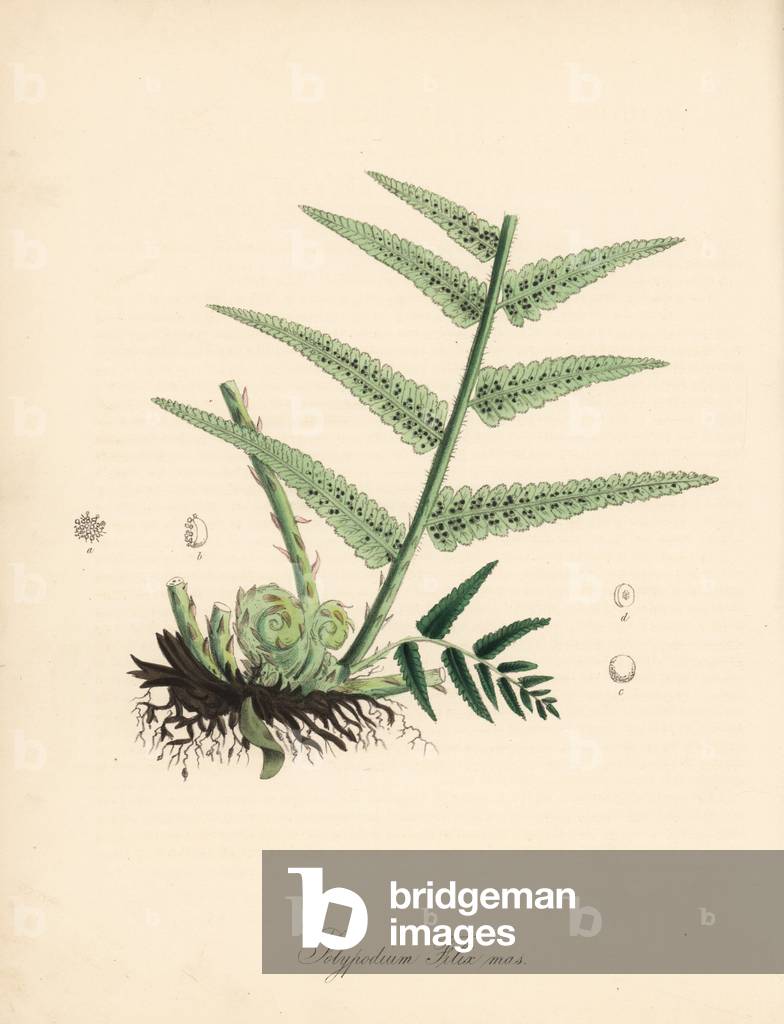 Fern male - Male fern, Dryopteris filix-mas (Male shield fern, Aspidium filix mas). Handcoloured zincograph by C. Chabot drawn by Miss M. A. Burnett from her “” Plantae Utiliores: or Illustrations of Useful Plants,”” Whittaker, London, 1842. Miss Burnett drew the botanical illustrations, but the text was chiefly by her late brother, British botanist Gilbert Thomas Burnett (1800-1835).