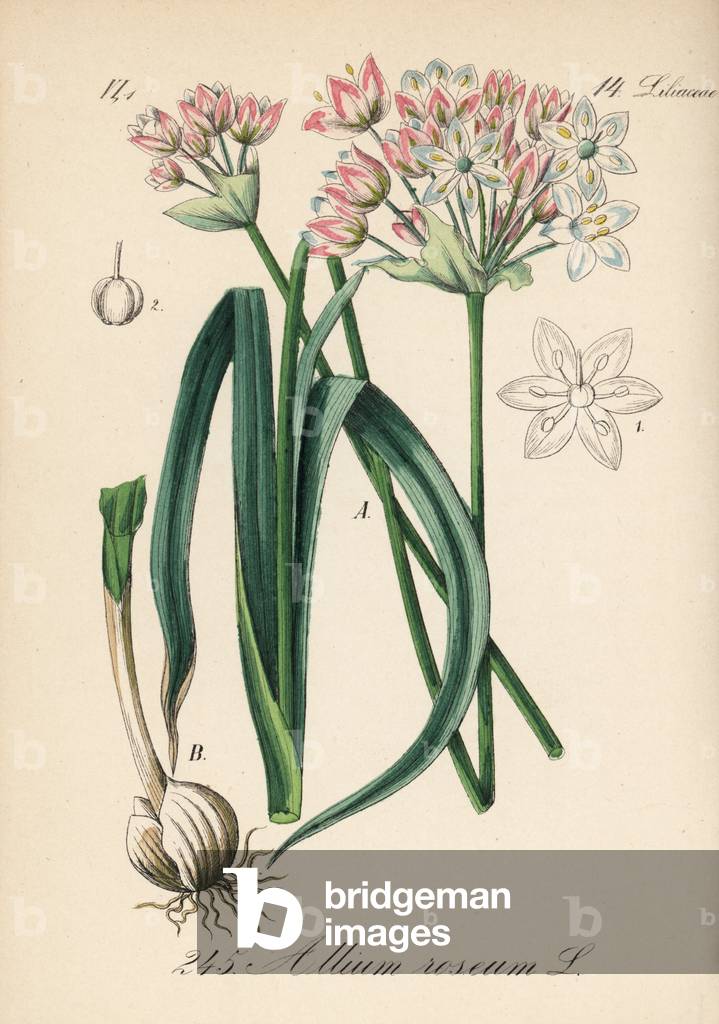 Pink garlic - Rosy garlic, Allium roseum - Handcoloured lithograph from Diederich von Schlechtendal's German Flora (Flora von Deutschland), Jena, 1871