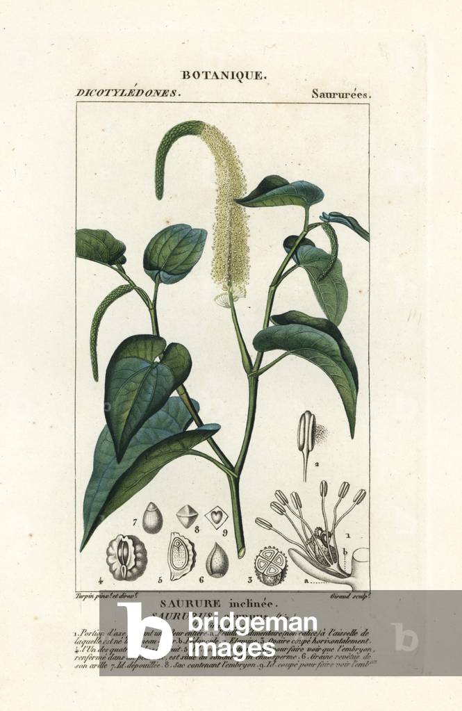 Lizard's tail, Saururus cernuus