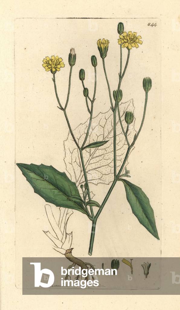 Nipplewort, Lapsana communis Handcoloured copperplate engraving after a drawing by James Sowerby for James Smith's English Botany, 1801.