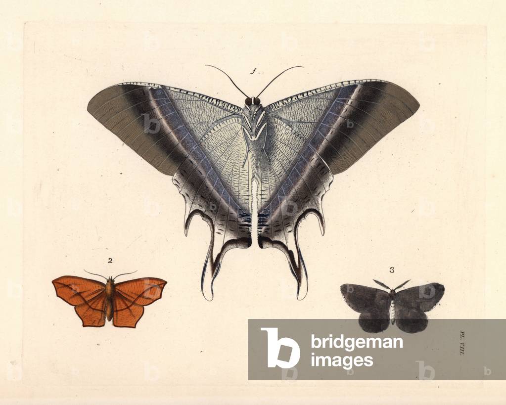 Maclean's swallowtail moth, Lyssa macleayi (underside) 1, dark umber, Philereme transversata 2, and grey chain-dotted geometer, Cingilia catenaria 3. Handcoloured lithograph from John O. Westwood's new edition of Dru Drury's “” Illustrations of Exotic Entomology,”” Bohn, London, 1837.