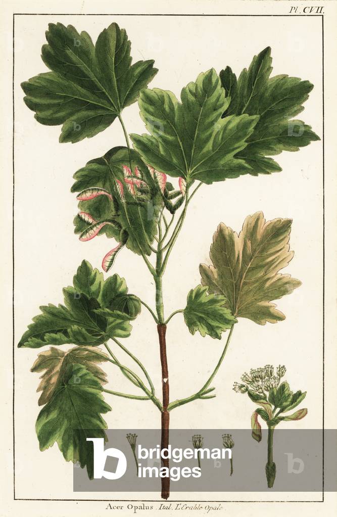 Italian maple, Acer opalus, Italian