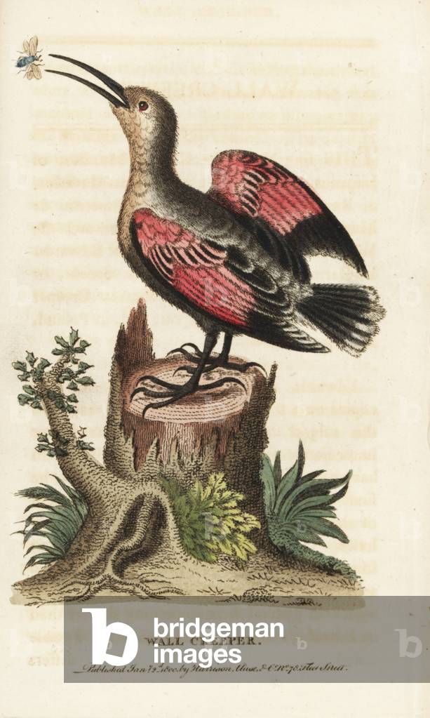 Wallcreeper, Tichodroma muraria. Illustration copied from George Edwards. Handcoloured copperplate engraving from “” The Naturalist's Pocket Magazine,”” Harrison, London, 1800.