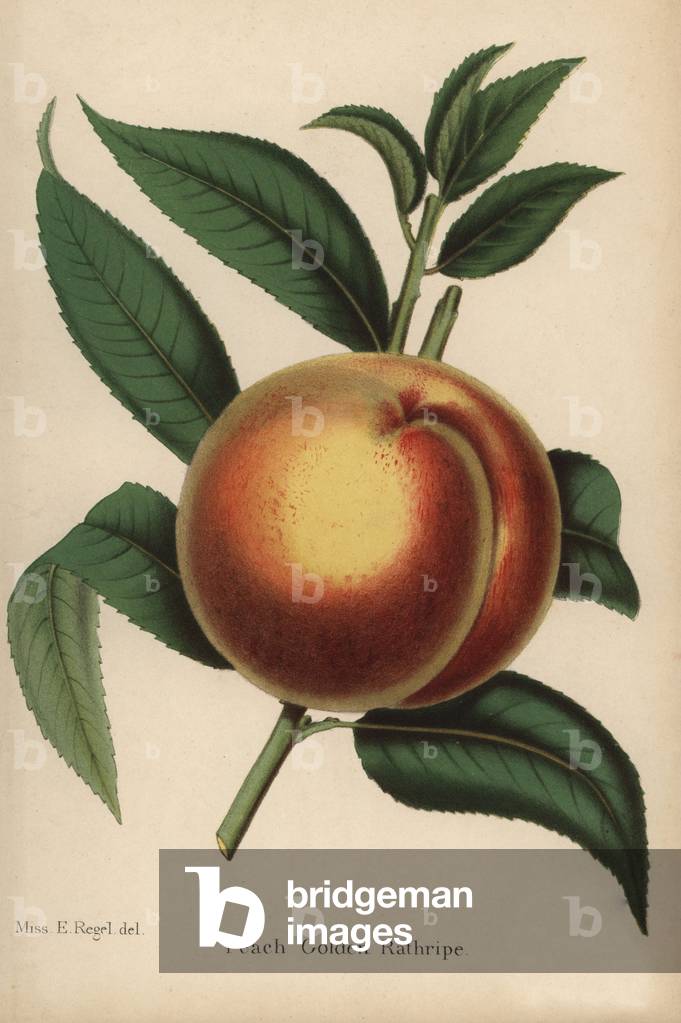 Variety of fishing, golden rathripe. Chromolithography drawn by Walter Hood Fitch, Miss E. Regel and J.L. Macfarlane, lithography by G.Severeyns and Stroobant, Belgium, published in Floriste et Pomologie, by Robert Hogg, published in London 1878 to 1884.