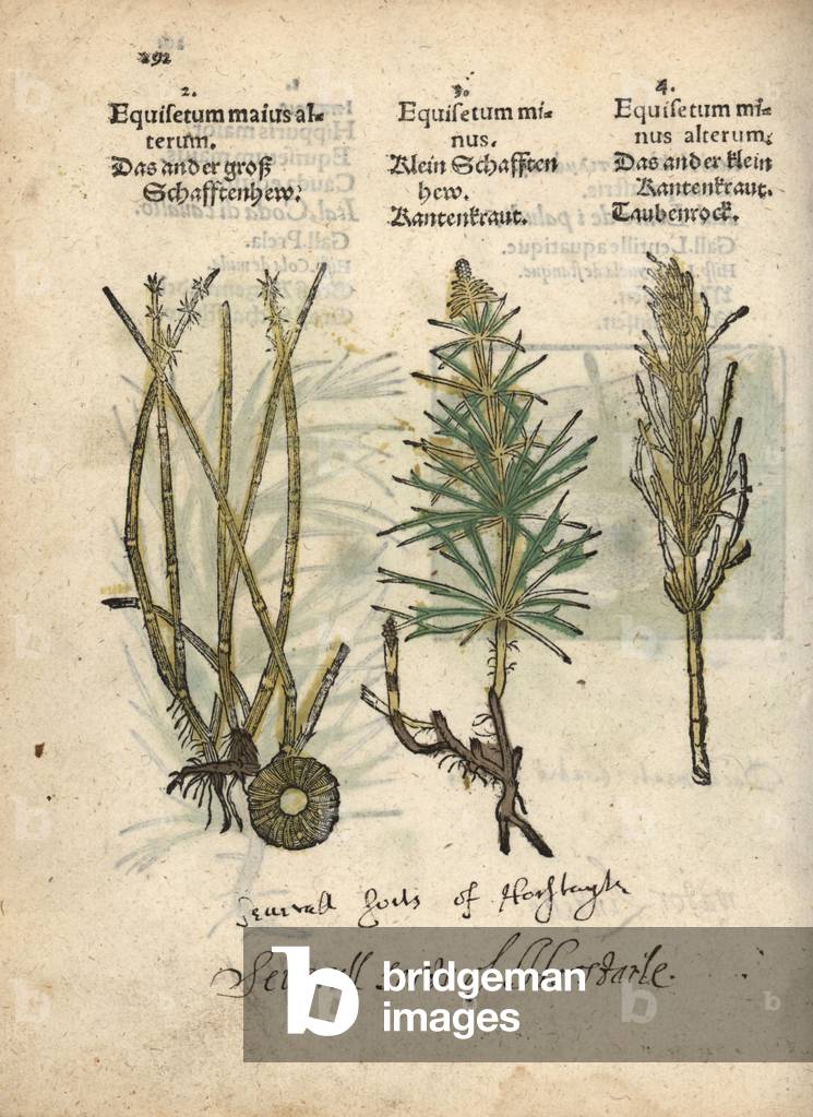 Horsetail varieties, Equisetum species. Handcoloured woodblock engraving of a botanical illustration from Adam Lonicer's Krauterbuch, or Herbal, Frankfurt, 1557. This from a 17th century pirate edition or atlas of illustrations only, with captions in Latin, Greek, French, Italian, German, and in English manuscript.