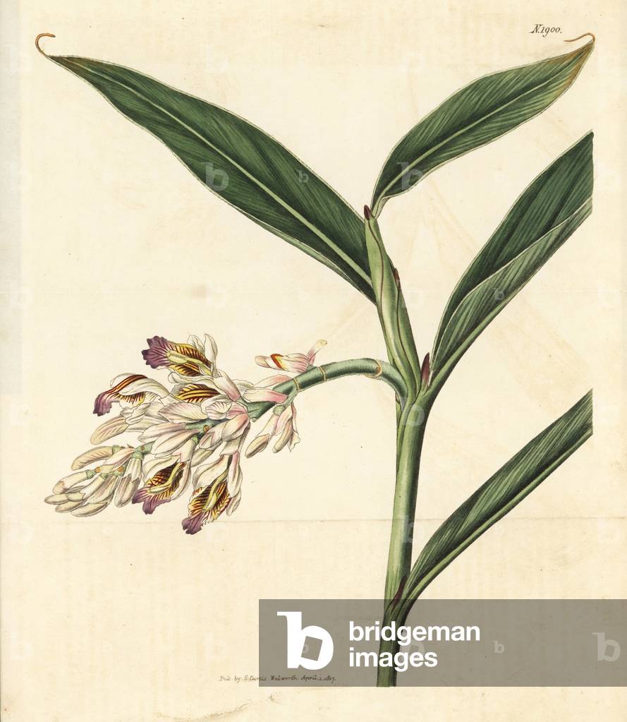 Ornamental Ginger - Ginger lily, Alpinia calcarata (Drooping alpinia, Alpinia cernua). Handcoloured botanical engraving from John Sims' Curtis's Botanical Magazine, Couchman, London, 1816.