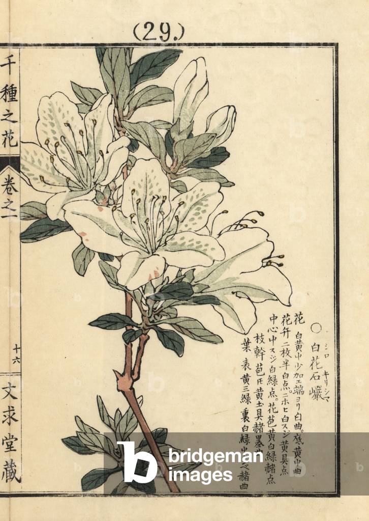 Shiro kirishima tsutsuji or white kurume azalea, Rhododendron obtusum. Handcoloured woodblock print by Kono Bairei from Senshu no Hana (One Thousand Varieties of Flowers), Bunkyudo, Kyoto, 1900.