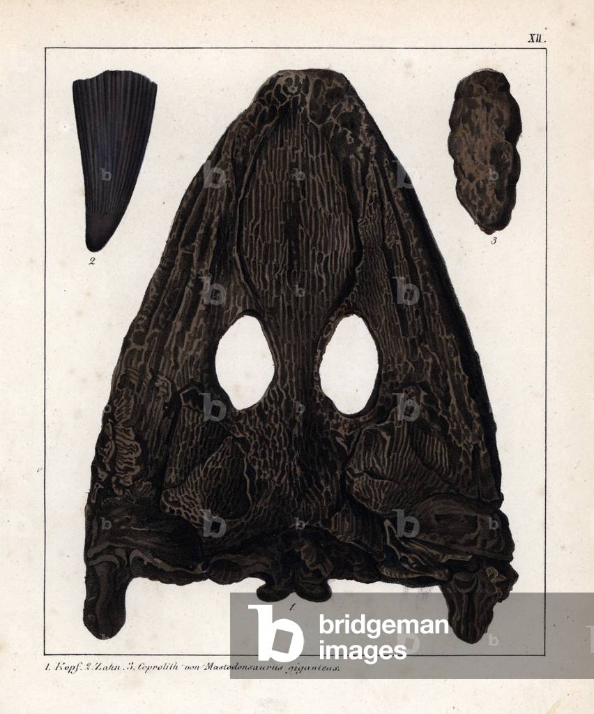 Fossils of giganteus Mastodonsaurus, an amphibian that has been built since the Triassic period. Head, tooth and dung. Lithographie in Petrefactenbuch (Book of Petrification) by Dr. F.A.Schmidt, published in Stuttgart (Germany) in 1855 by Verlag von Krais and Hoffmann.