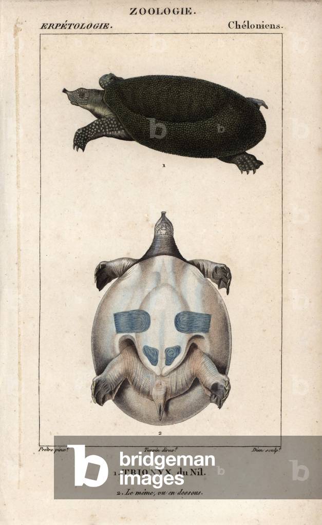 Nile soft-shelled turtle, Nile Trionyx, Trionyx triunguis. Handcoloured copperplate stipple engraving from Jussieu's “” Dictionary of Natural Sciences”” 1816-1830. The volumes on fish and reptiles were edited by Hippolyte Cloquet, natural historian and doctor of medicine. Illustration by J.G. Pretre, engraved by Dien, directed by Turpin, and published by F. G. Levrault.