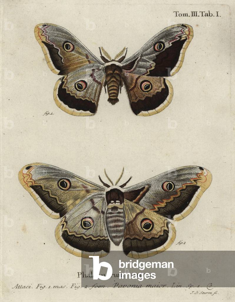 Emperor moth, Saturnia pavonia.