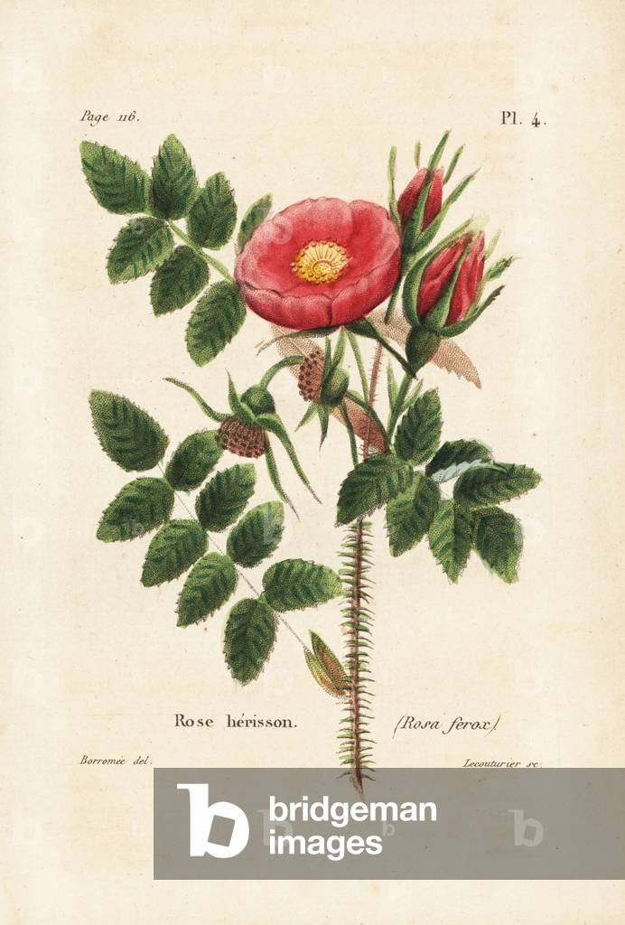 Rosa horrida (Rose herisson, Rosa ferox). Handcoloured lithograph by Lecouturier after a botanical illustration by Borromee from Pierre Boitard's Rose-Lover's Complete Manual, Roret, Paris 1836.