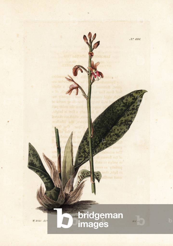 Variety of limodore orchid (Limodorum maculatum) - Lithography by George Cooke from a drawing by W - Miller, for the British magazine Conrad Loddiges (1738-1826), 1810 - Monk orchid or African spotted orchid, Oeceoclades maculata - Handcoloured copperplate engraving by George Cooke after an by W - Miller from Conrad Loddiges' Botanical Cabinet, London, 1810 -