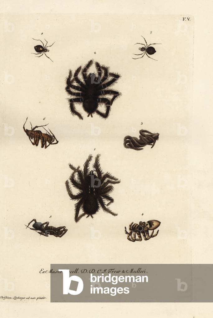 Pinktoe tarantula, Avicularia avicularia 1,2, Italian species of tarantula wolf spiders, Lycosa tarantula 3-6, venomous spider from Curacao 7,8. Handcoloured copperplate engraving after an illustration by Christian Leinberger from Georg Wolfgang Knorr's Deliciae Naturae Selectae of Kabinet van Zeldzaamheden der Natuur, Blusse and Son, Nuremberg, 1771. Specimens from a Wunderkammer or Cabinet of Curiosities owned by Dr. Christoph Jacob Trew and P.L. Muller.