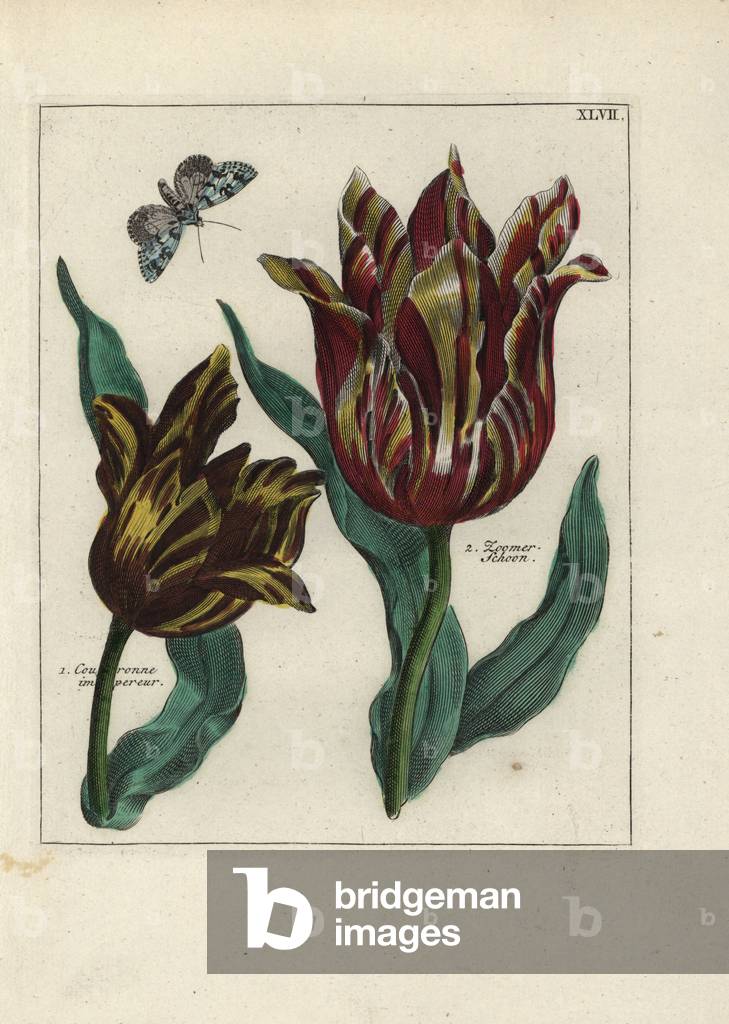 Tulips varietes, impereur crown and zoomer schoon, with butterfly - Lithography attributed to Paul Theodor van Brussel (1754-1795), author of the cover bouquet, or A.Bres., influenced by Nicolas Robert (1614-1685), published in “Nederlandsch Bloemwerk” (Dutch Floral Compositions), Amsterdam, J.B. Elwe, 1794