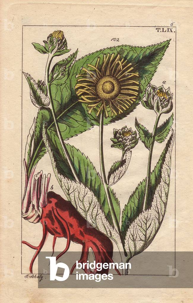 Elecampane or Horse-heal, Inula helenium