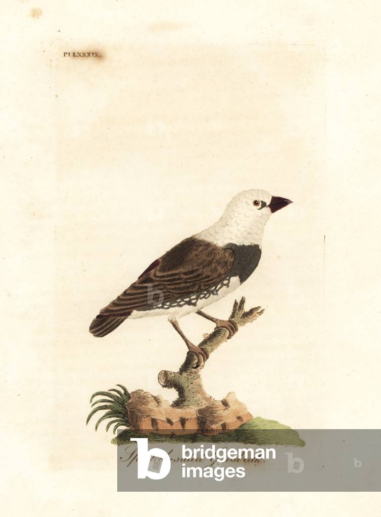 Diamond firetail, Stagonopleura guttata (Spotted-sided grosbeak, Fringilla leucocephala). Handcoloured copperplate drawn and engraved by John Latham from his own A General History of Birds, Winchester, 1822.