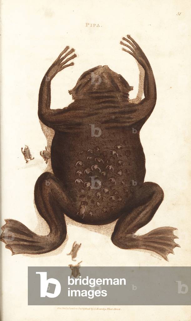 Common Suriname toad or star-fingered toad, Pipa pipa (Pipa, Rana pipa). Female with froglets emerging from pockets in her back. Handcoloured copperplate engraving by Wilson after an illustration by George Shaw from his General Zoology, Amphibia, London, 1801.