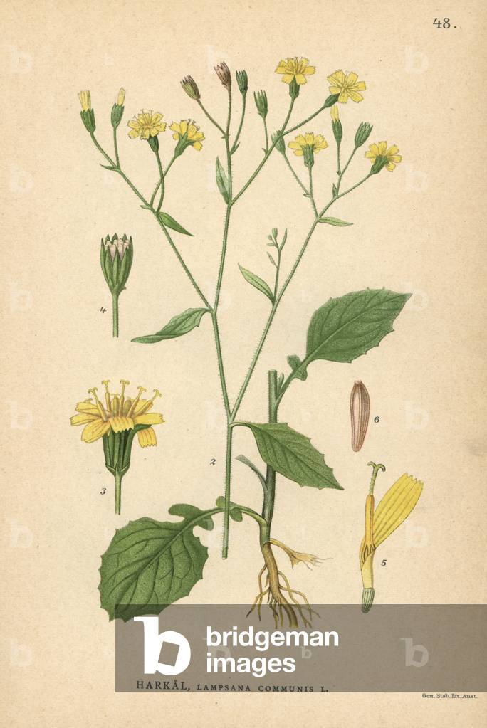 Nipplewort, Lapsana communis