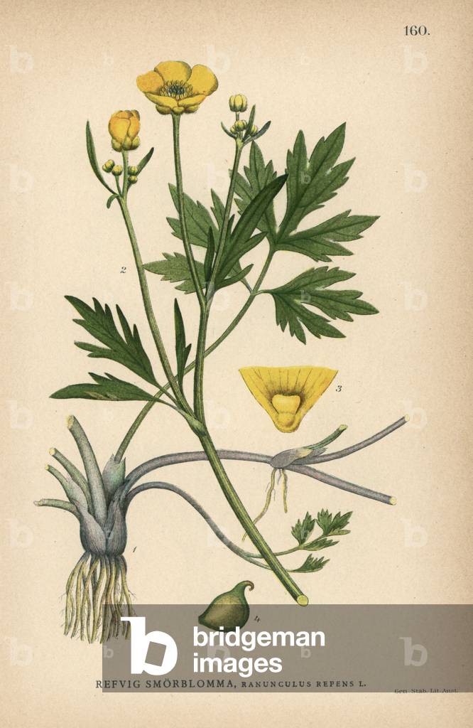 Creeping buttercup, Ranunculus repens