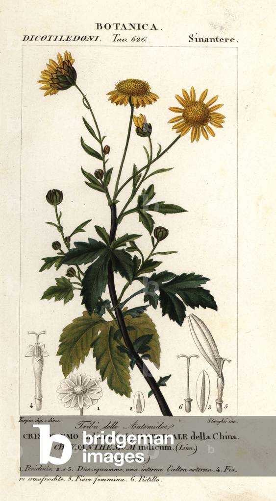 Indian chrysanthemum, Chrysanthemum indicum