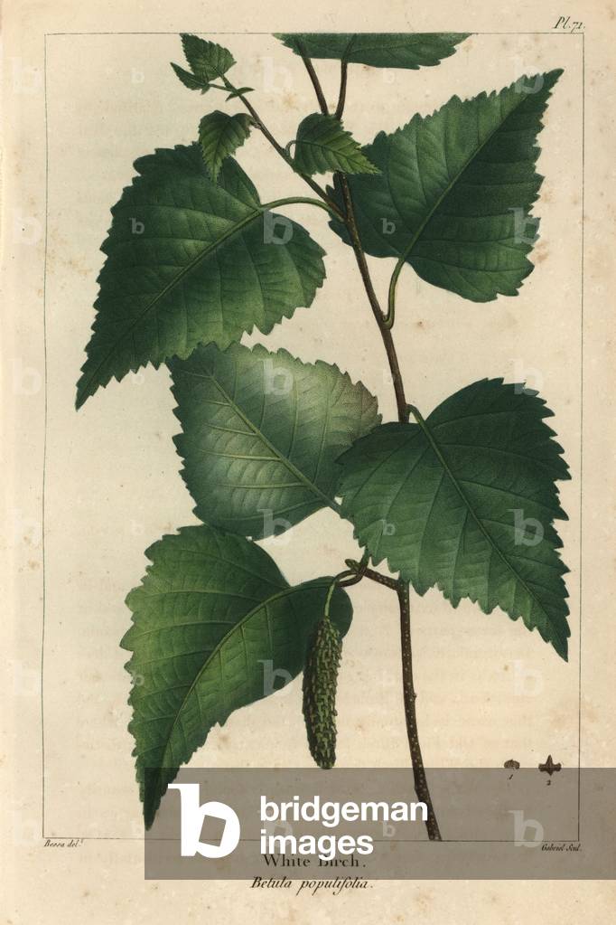 White birch, Betula populifolia