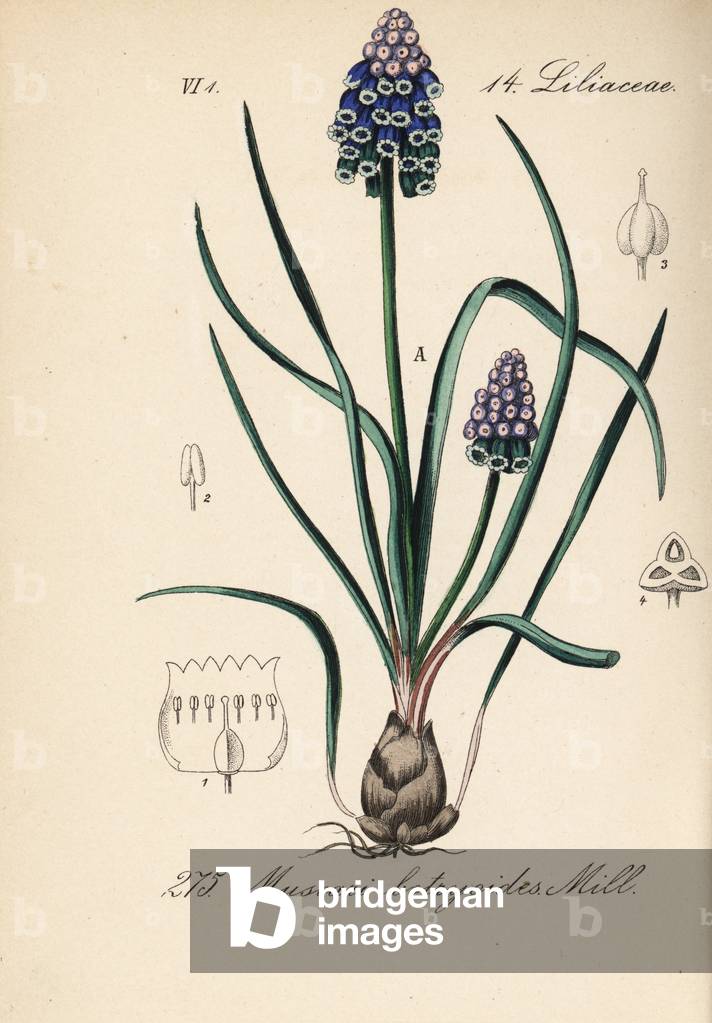 Muscari botryde - Grape hyacinth, Muscari botryoides - Handcoloured lithograph from Diederich von Schlechtendal's German Flora (Flora von Deutschland), Jena, 1871