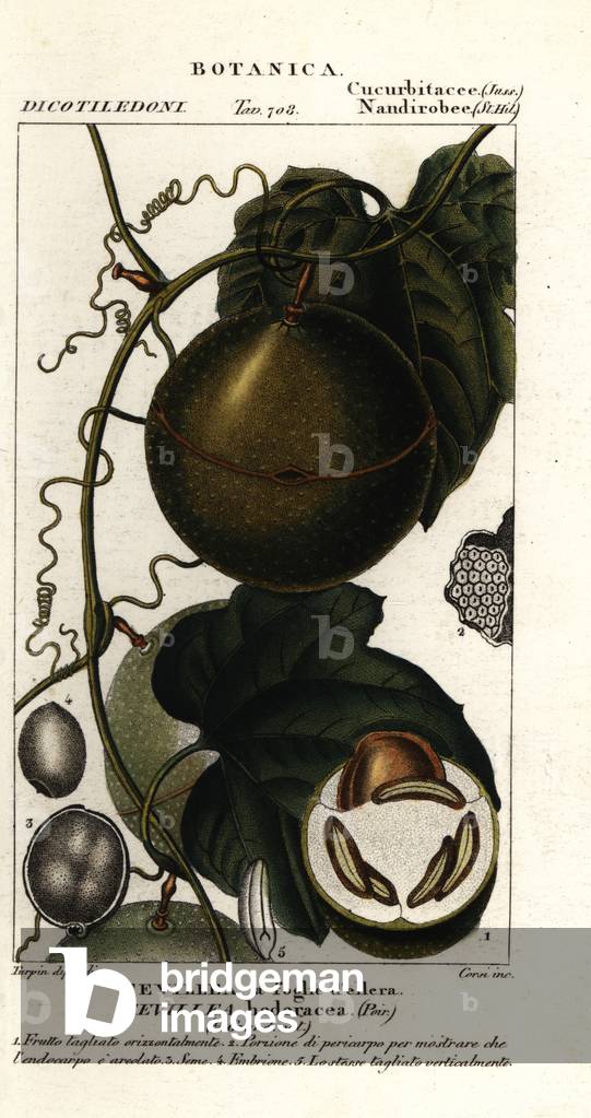 Javillo or antidote caccoon fruit, Fevillea cordifolia