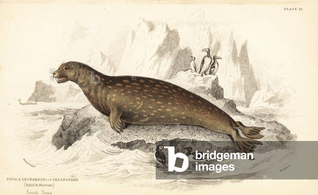 Weddell seal, Leptonychotes weddellii (Sea leopard, Phoca leopardina). South Seas. From a specimen in Edinburgh Royal Museum. Handcoloured steel engraving by W.H. Lizars after an illustration by James Stewart from Robert Hamilton's Amphibious Carnivora, part of Sir William Jardine's Naturalist's Library: Mammalia, Edinburgh, 1839.