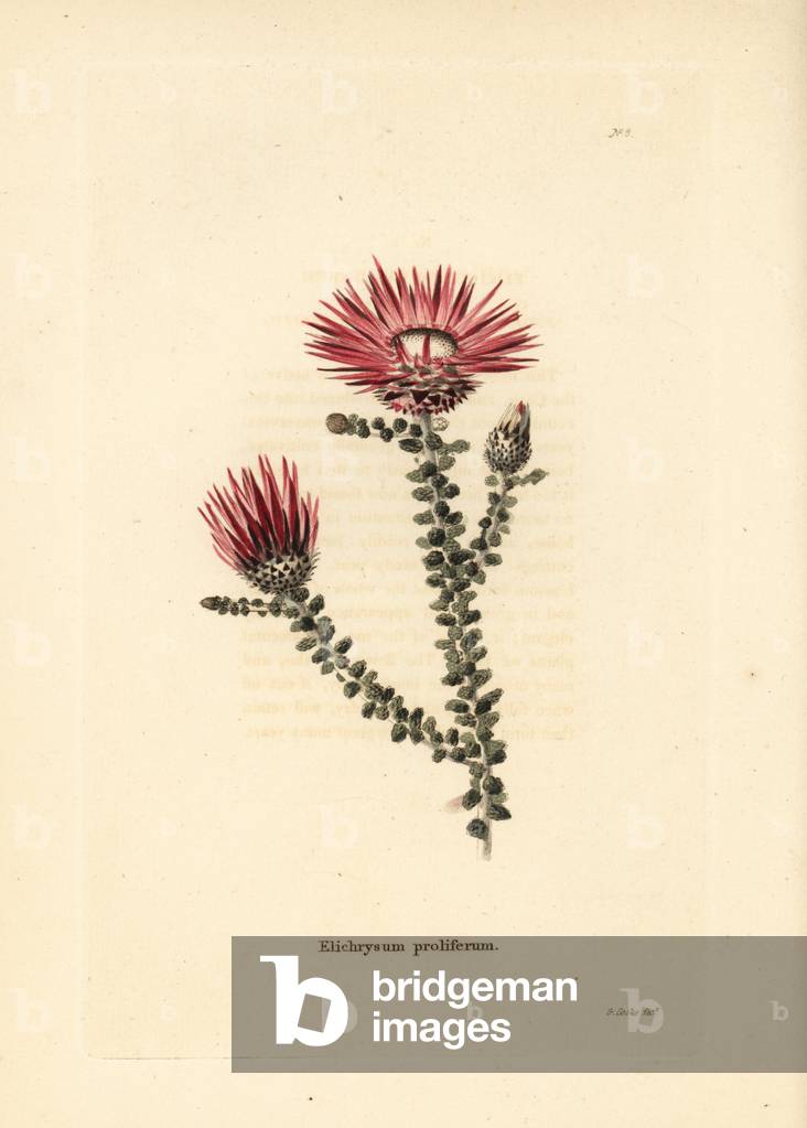 Helichrysum proliferum (Elichrysum proliferum). Handcoloured copperplate engraving by George Cooke from Conrad Loddiges' Botanical Cabinet, Hackney, 1817.