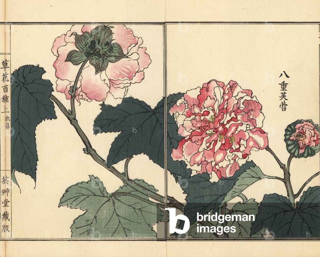 Fuyou or double-petaled cotton rose, Hibiscus mutabilis. Handcoloured woodblock print by Kono Bairei from Kusa Bana Hyakushu (One Hundred Varieties of Flowers), Tokyo, Yamada, 1901.