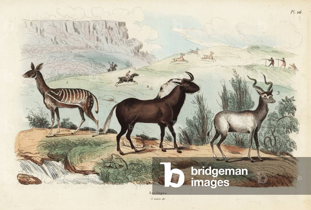 Bushbuck, Tragelaphus scriptus 1, black wildebeest or white-tailed gnu, Connochaetes gnou 2, greater kudu, Tragelaphus strepsiceros 3
