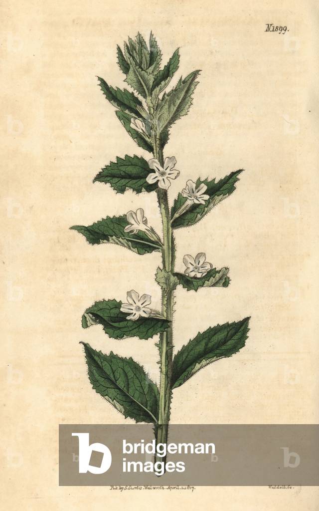 African spilman - Lazybush, Oftia africana (Ilex-leaved spielmannia, Spielmannia africana). Handcoloured botanical engraving from John Sims' Curtis's Botanical Magazine, Couchman, London, 1816.