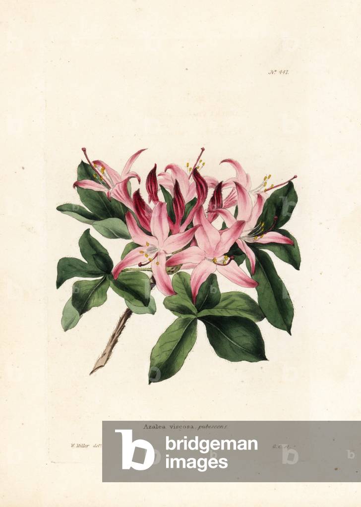 Viscous azalee or marsh rhododendron - Lithograph by George Cooke from a drawing by W - Miller, for the British magazine Conrad Loddiges (1738-1826), 1810 - Swamp azalea, Rhododendron viscosum - Handcoloured copperplate engraving by George Cooke from an illustration by W - Mdiiller from Conrad Lodad Ges' Botanical Cabinet, London, 1810 -