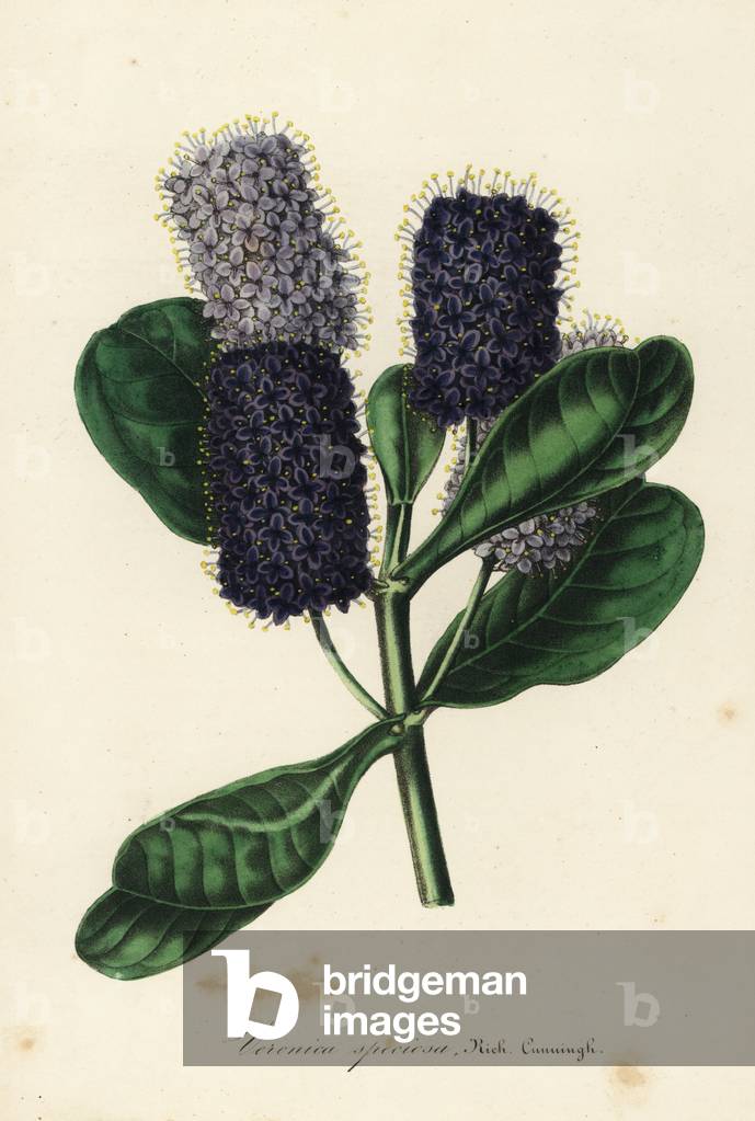 New Zealand hebe, Veronica speciosa. Handcoloured lithograph from Louis van Houtte and Charles Lemaire's Flowers of the Gardens and Hothouses of Europe, Flore des Serres et des Jardins de l'Europe, Ghent, Belgium, 1845.