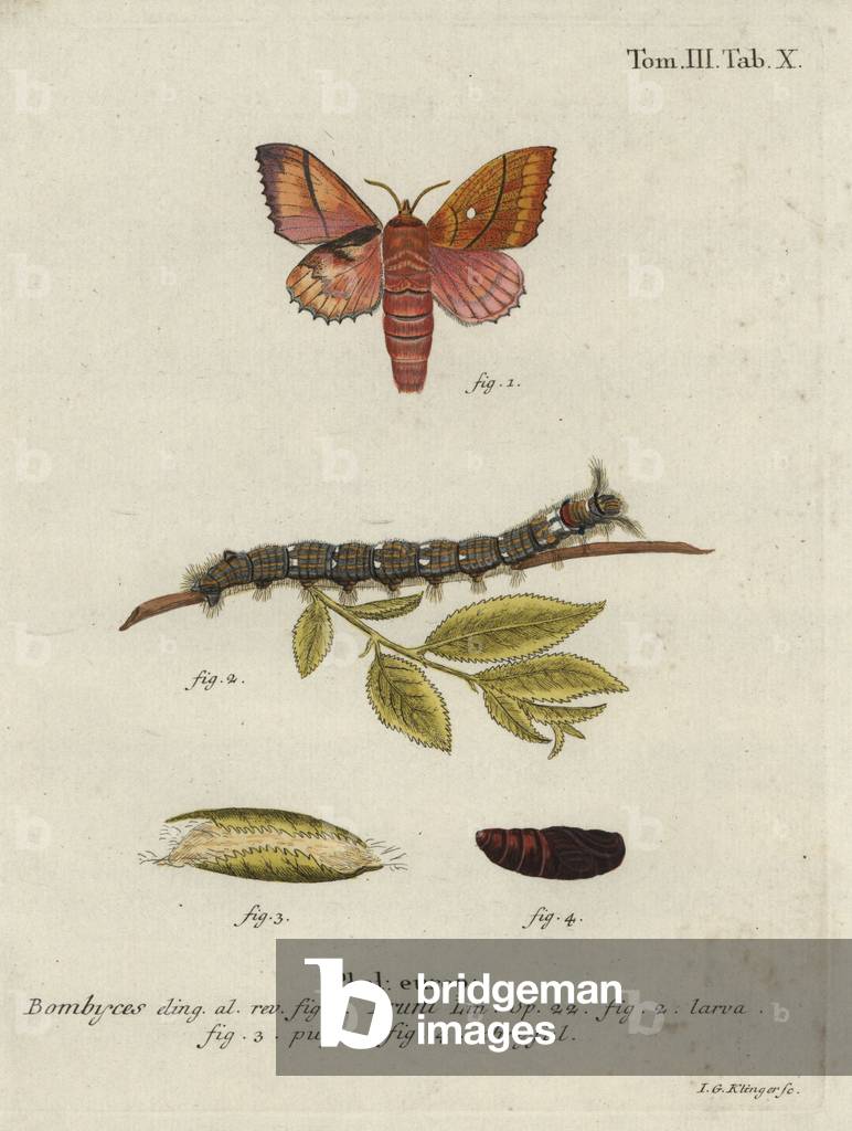 Odonestis pruni moth.