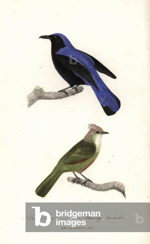 Azure drongo or balicassiao, Dicrurus balicassius, and crested gallito, Rhinocrypta lanceolata. Handcoloured copperplate engraving from Rene Primevere Lesson's Complements de Buffon, Pourrat Freres, Paris, 1838.